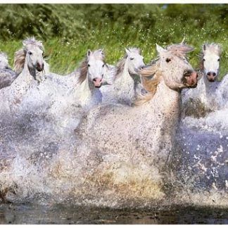 1000 Caballos Blancos de la Camarga