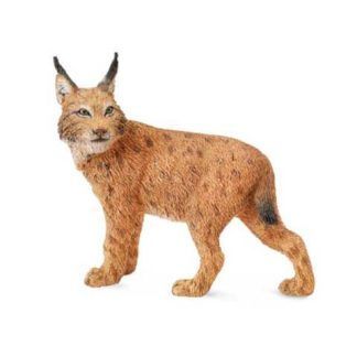 Lince