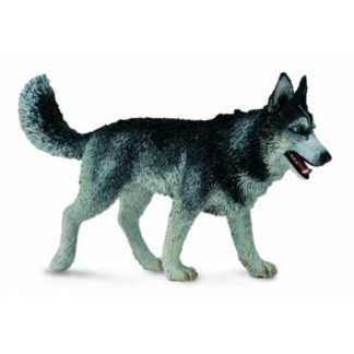 Husky Siberiano