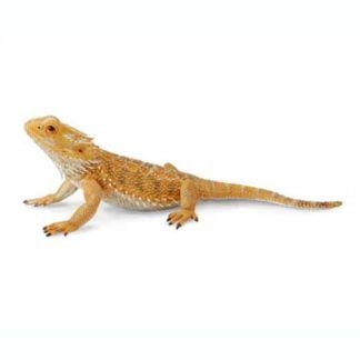 Dragón Barbudo