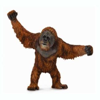 Orangután