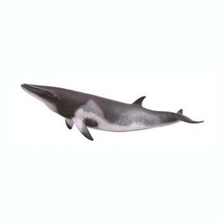 Ballena Minke