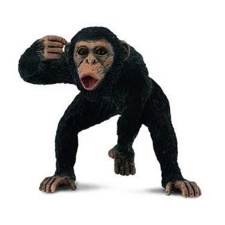 Chimpancés Macho
