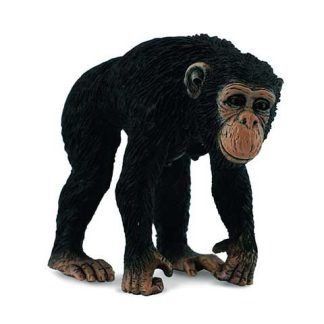 Chimpancés Hembra
