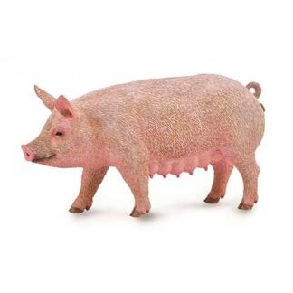 Cerda
