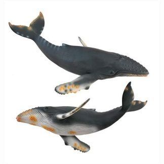 Ballena Jorobada