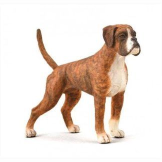 Boxer