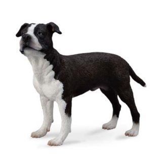 American Staffordshire Terrier