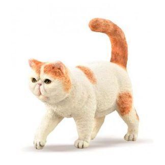 Gato Exótico Pelo Corto