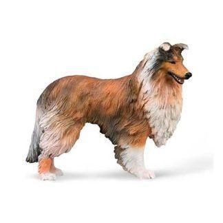 Collie de Pelo Largo
